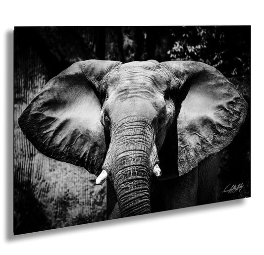 A close-up black and white photograph of an elephant's head, showcasing its large ears and trunk.