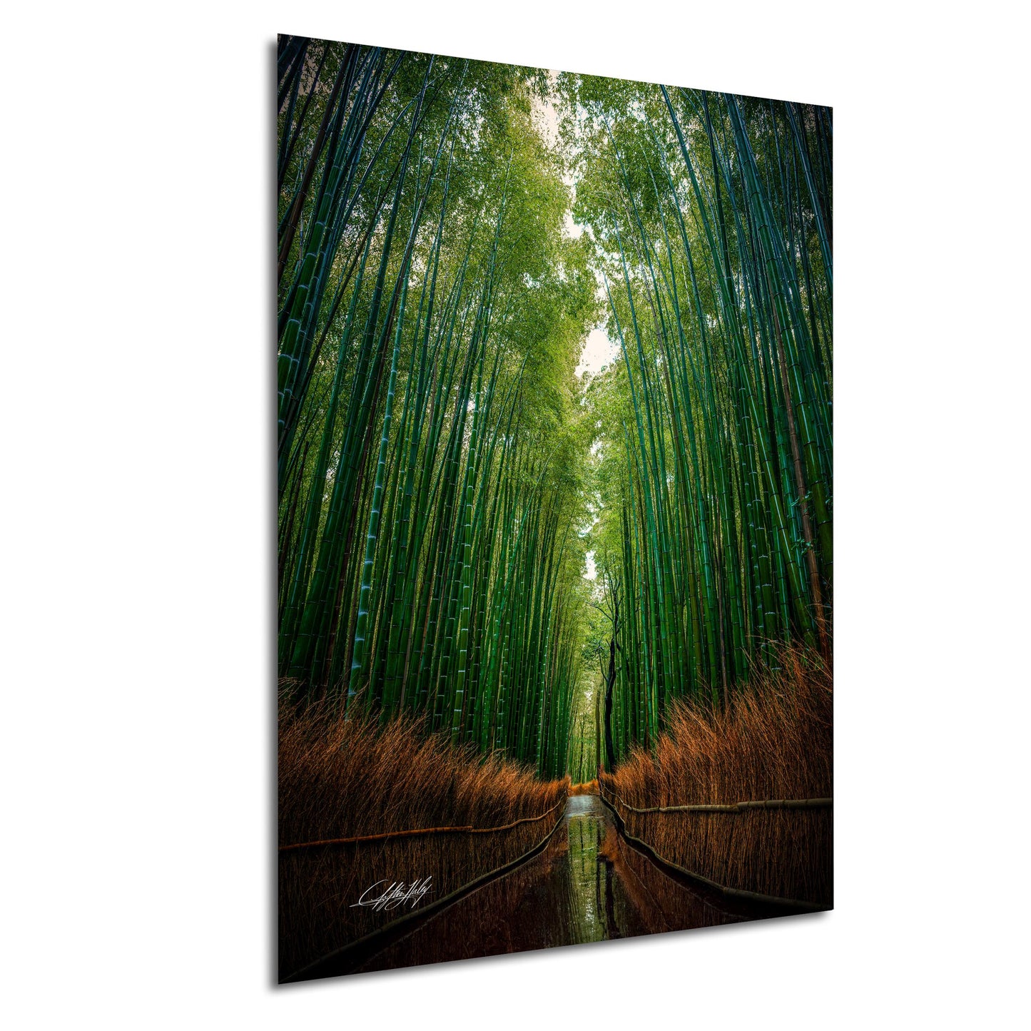 A serene bamboo forest with tall, slender stalks stretching into the distance, creating a natural corridor. The ground is covered in lush, green vegetation, and a small stream can be seen running through the center of the image.
