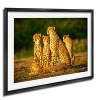 A group of five cheetahs resting together in a natural setting, with one lying down and the others standing around it.