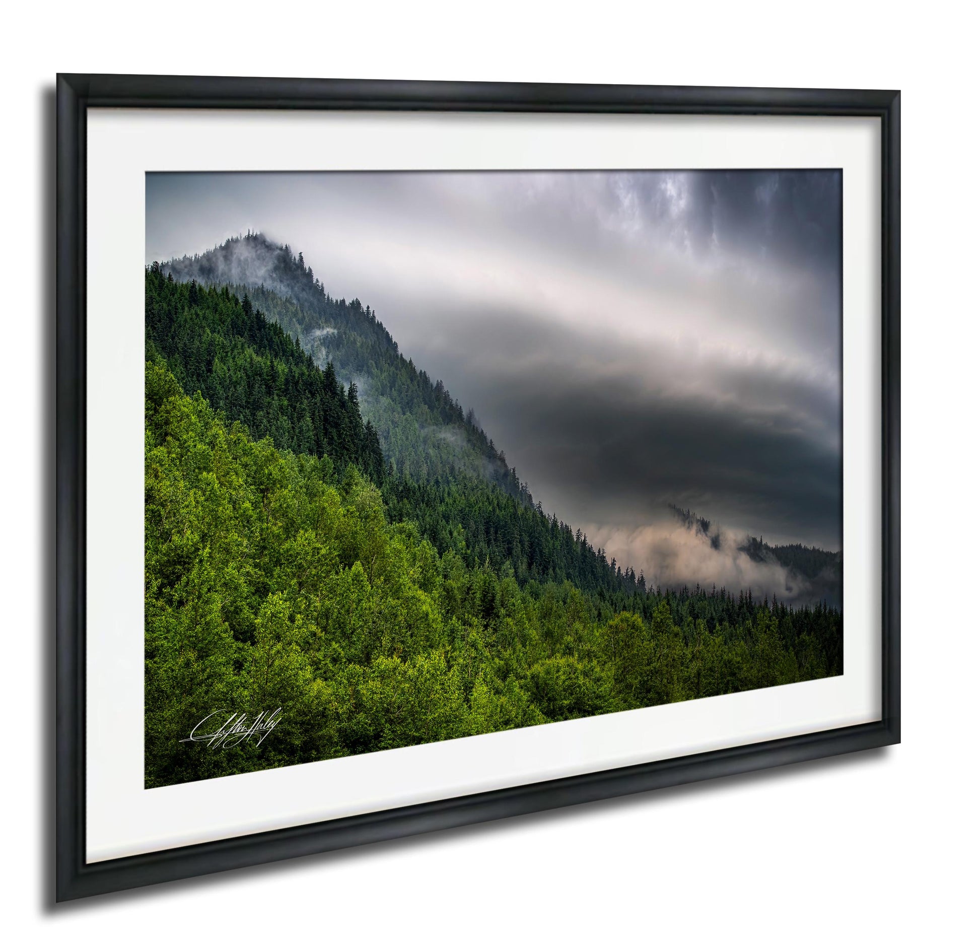 a lush, green forest with a cloudy, gray sky in the background.