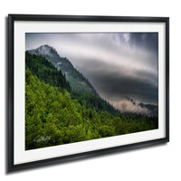 a lush, green forest with a cloudy, gray sky in the background.
