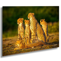 Maasai Mara wildlife, cheetah safari Kenya, Kenya travel photography, endangered big cats, African safari photography, wildlife conservation, Maasai culture, best safari locations, cheetah close-up photo, big cats in Africa, Kenya’s best photography