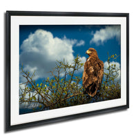 A brown eagle perched on a branch, gazing out at the sky with clouds in the background.