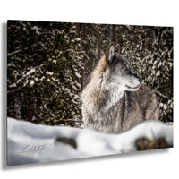 A gray wolf stands in a snowy forest, its gaze directed to the left.