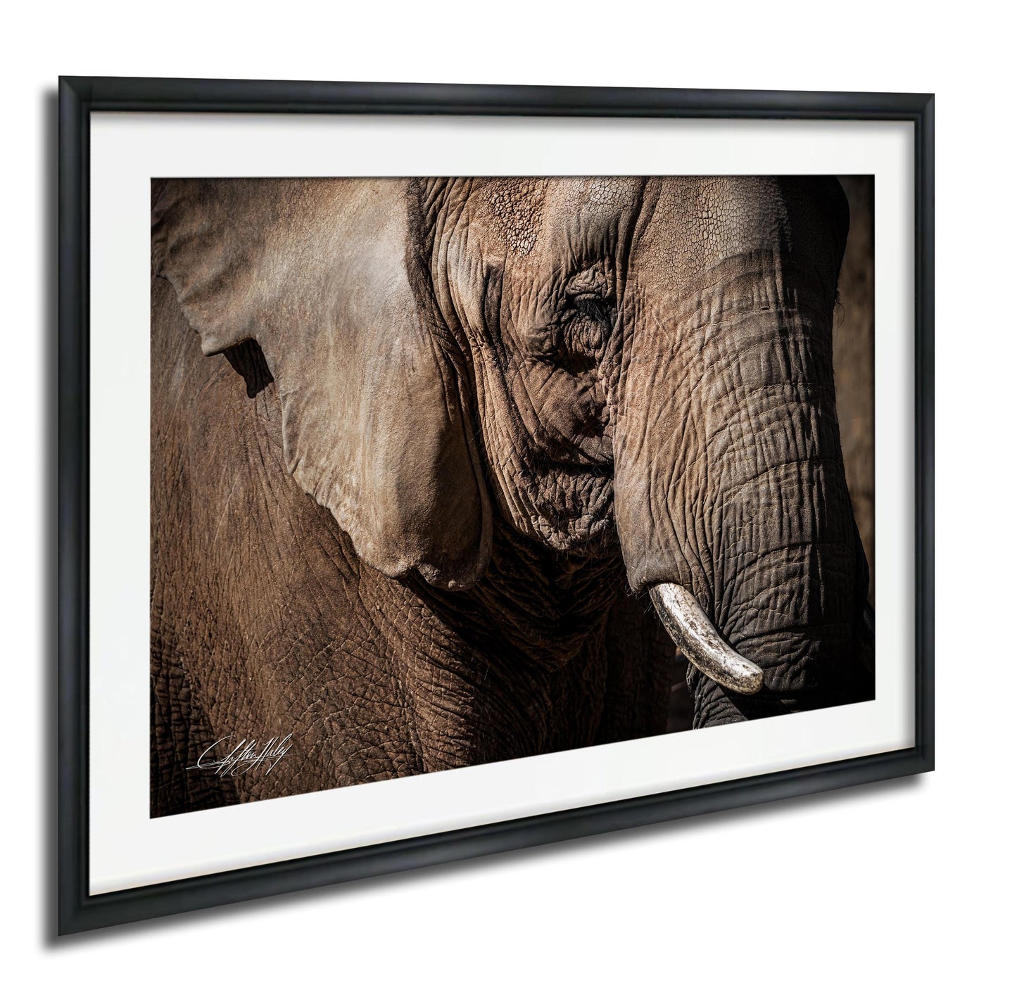 A close-up photograph of an elephant's face, with its large ears and tusks prominently featured.
