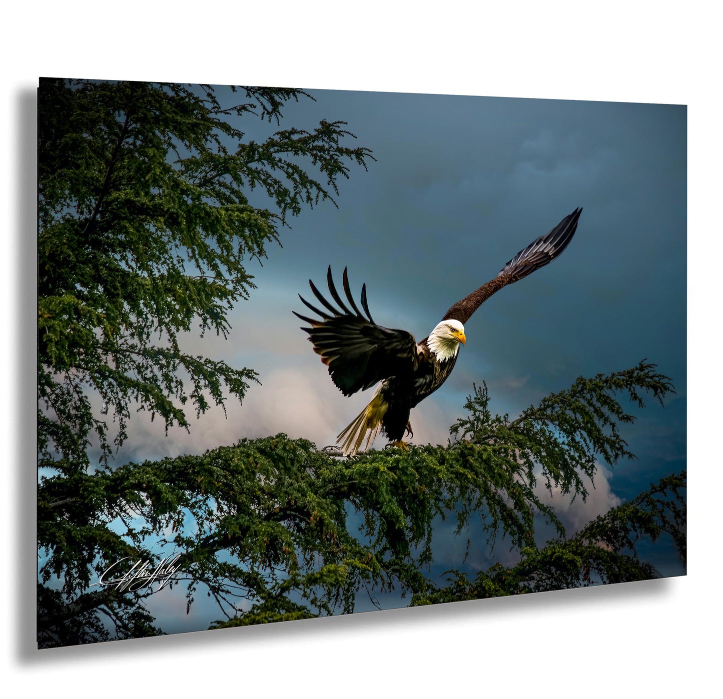 American Bald Eagle Wall Art – Alaska Wildlife Decor | Wild Bird Photography Print