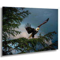 American Bald Eagle Wall Art – Alaska Wildlife Decor | Wild Bird Photography Print