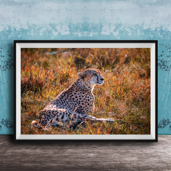 A cheetah resting in a grassy field with a blue wall in the background.