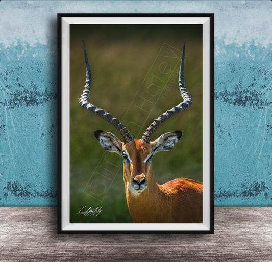 A close-up portrait of an impala, a large antelope species, with its distinctive curved horns prominently displayed.