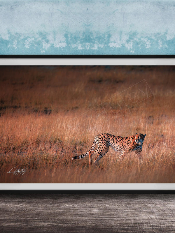 A cheetah is captured in mid-stride, running through a field of tall grass.
