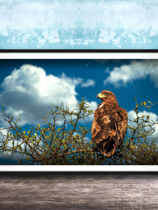 A brown eagle perched on a branch, gazing out at the sky with fluffy white clouds.