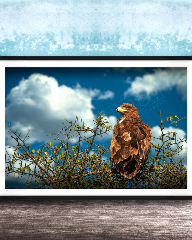 A brown eagle perched on a branch, gazing out at the sky with fluffy white clouds.