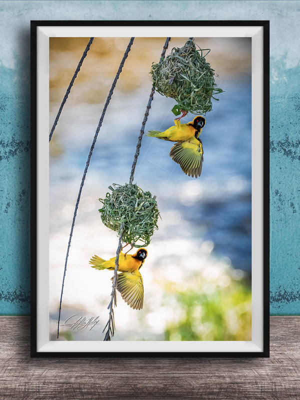 A framed photograph of two yellow birds perched on a branch, with one bird in flight and the other perched on a nest.