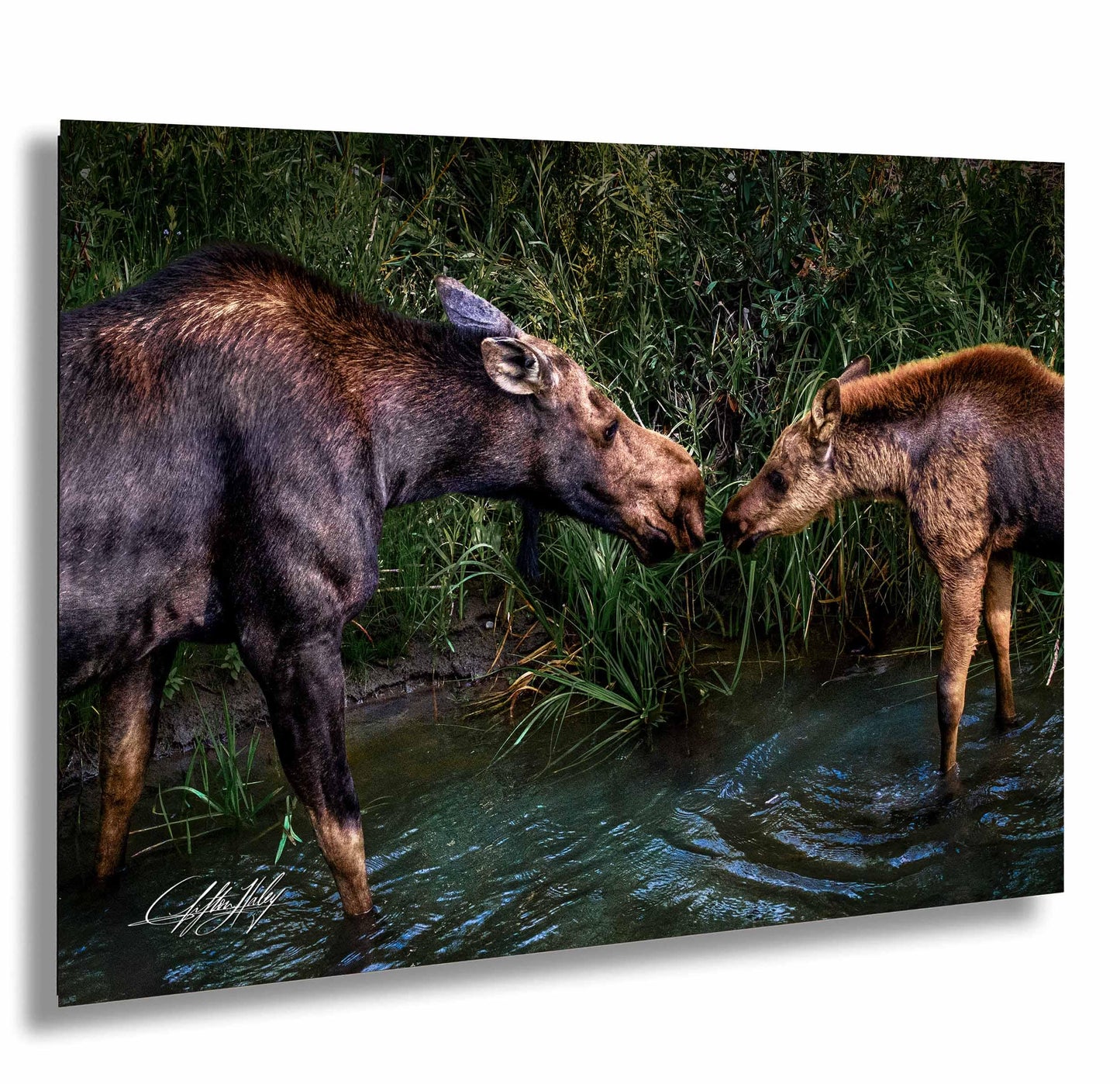 A mother moose and her calf standing in a shallow stream, with the mother moose appearing to nuzzle or kiss the calf.