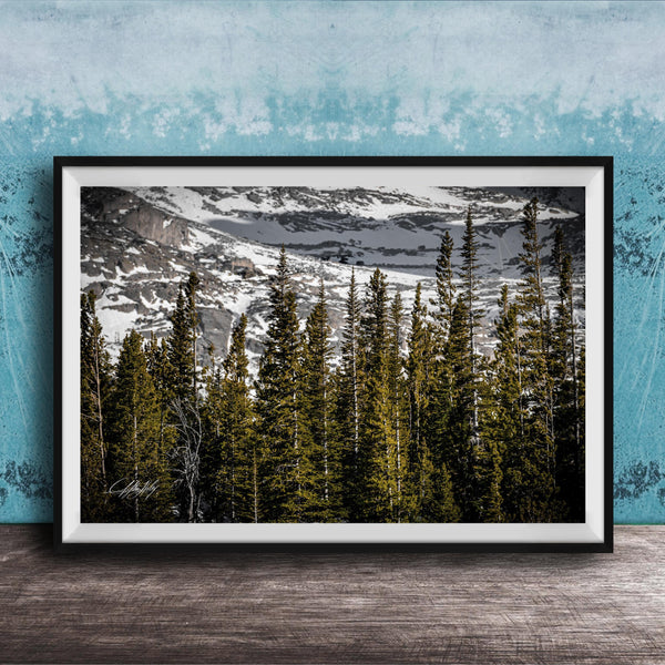 A framed photograph of a snowy mountain landscape with a dense forest of evergreen trees in the foreground.