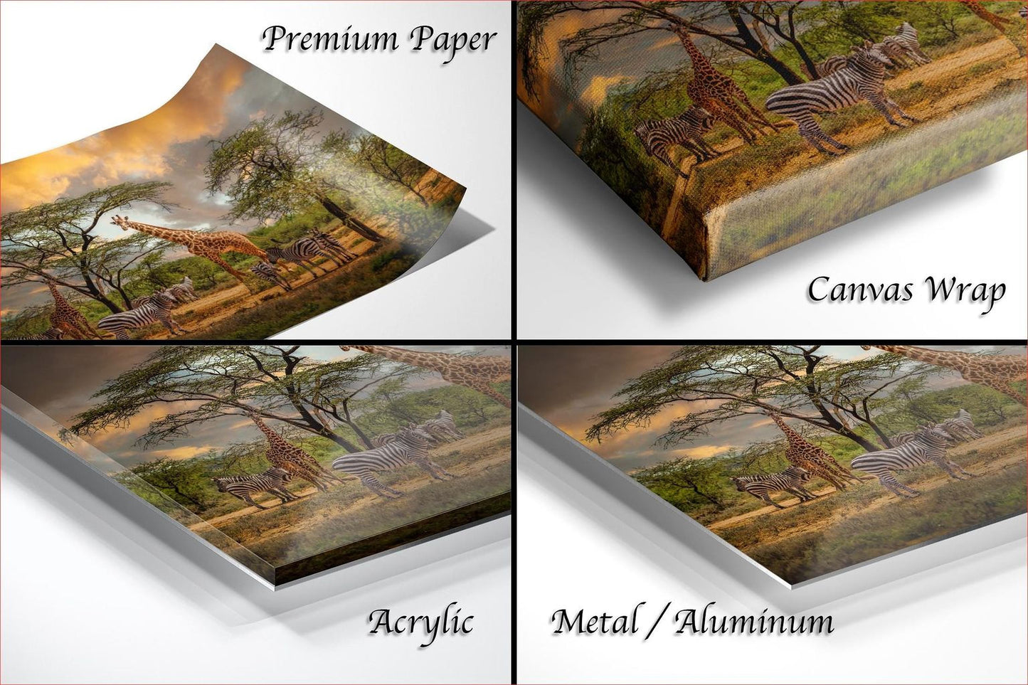 The image is a collage of four different views of a landscape featuring giraffes and zebras in a natural setting.