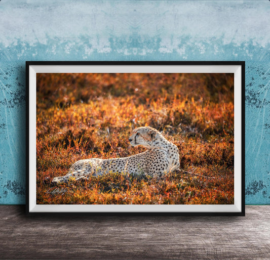 A cheetah resting in a field of orange and yellow grass, with a blue wall in the background.