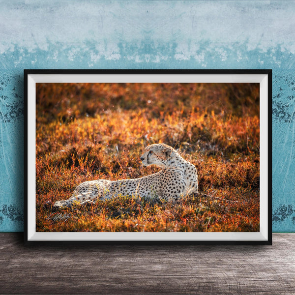 A cheetah resting in a field of orange and yellow grass, with a blue wall in the background.