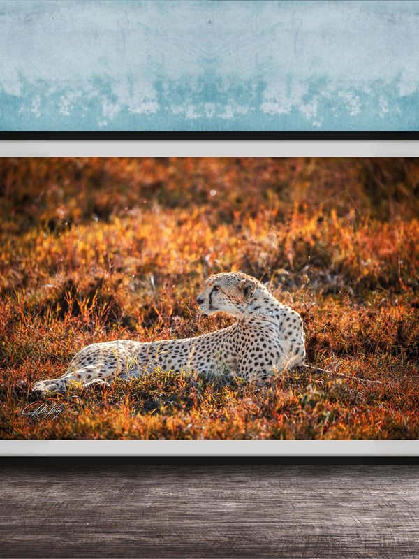 A cheetah resting in a field of orange and yellow grass, with a blue wall in the background.