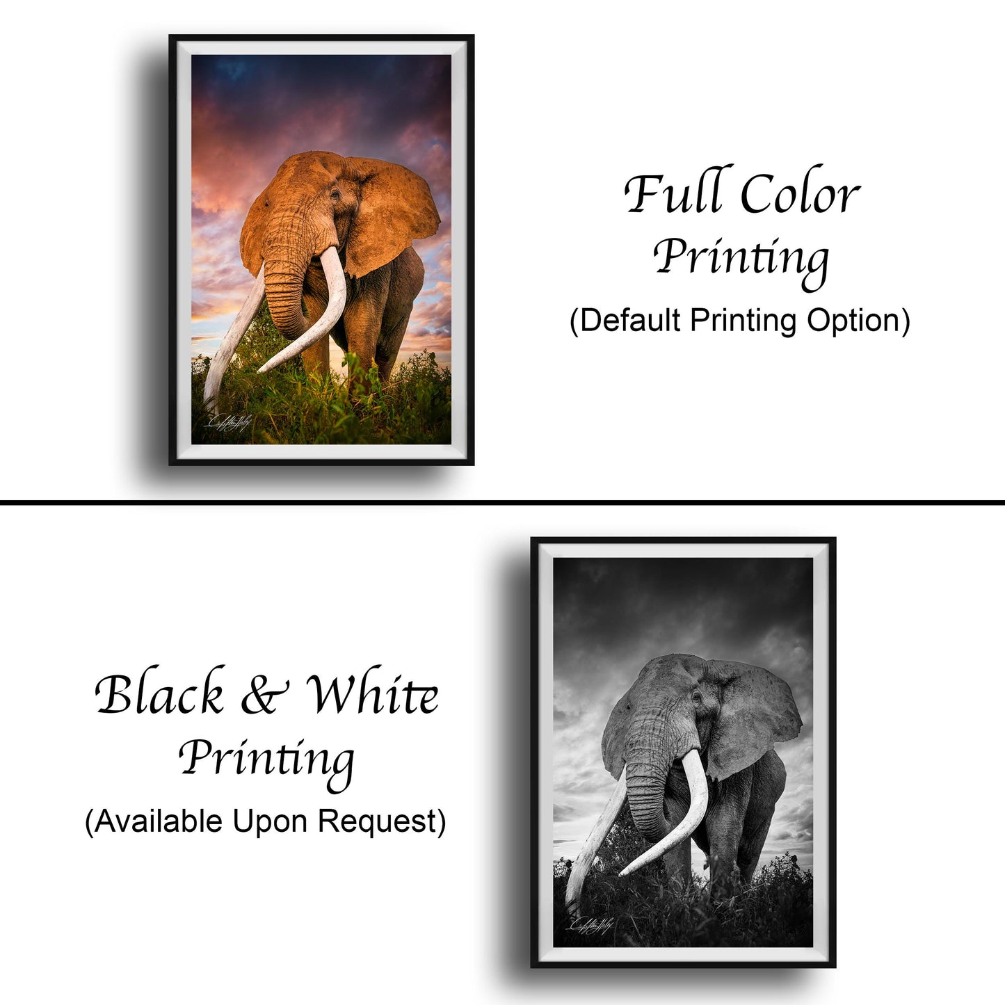 The image is a collage of two framed pictures. The top picture is a full color print of an elephant, while the bottom picture is a black and white print of the same elephant. Both pictures are framed and available upon request.