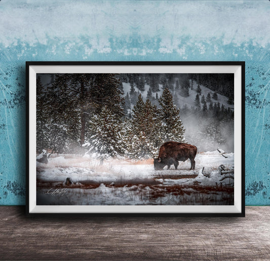 A large framed photograph depicting a bison grazing in a snowy forest landscape.