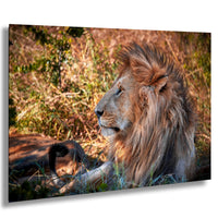 Maasai Mara safari, African lion Kenya, big cat photography, lion king savanna, Kenya wildlife, safari adventure, golden mane lion, Maasai culture, lion photography, best safari parks, predator in wild, African nature, wildlife photographer