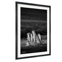 A group of five cheetahs sitting together in a field, their distinctive spotted coats contrasting against the dark background.