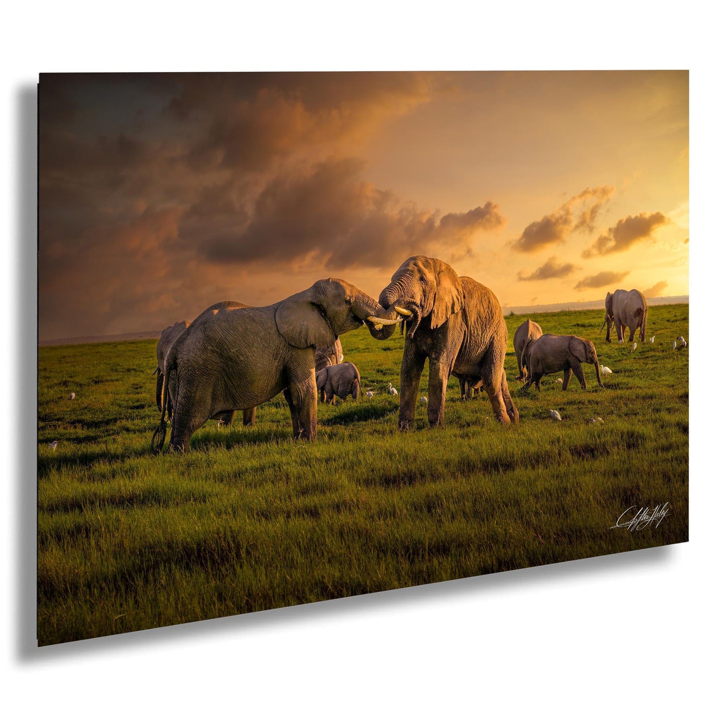 wildlife photography, Amboseli sunrise, elephant battle, Kenya safari, Maasai culture, African wildlife, big tuskers, safari adventure