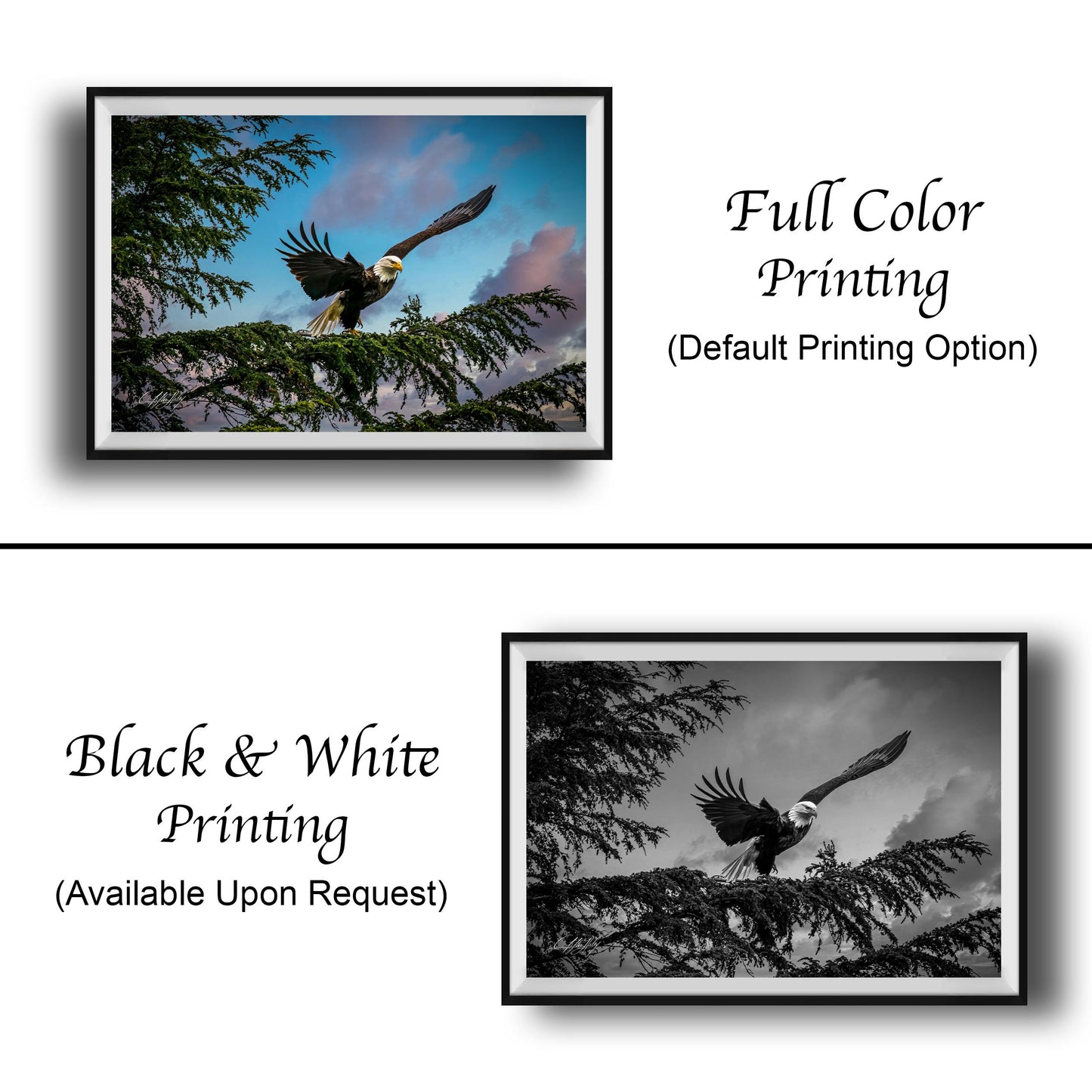 The image is a collage of two framed pictures. The top picture shows a bald eagle in flight, while the bottom picture depicts the same eagle perched on a branch. The bottom picture is in black and white, while the top picture is in color. Both images are labeled as "Full Color Printing" and "Black & White Printing" respectively.