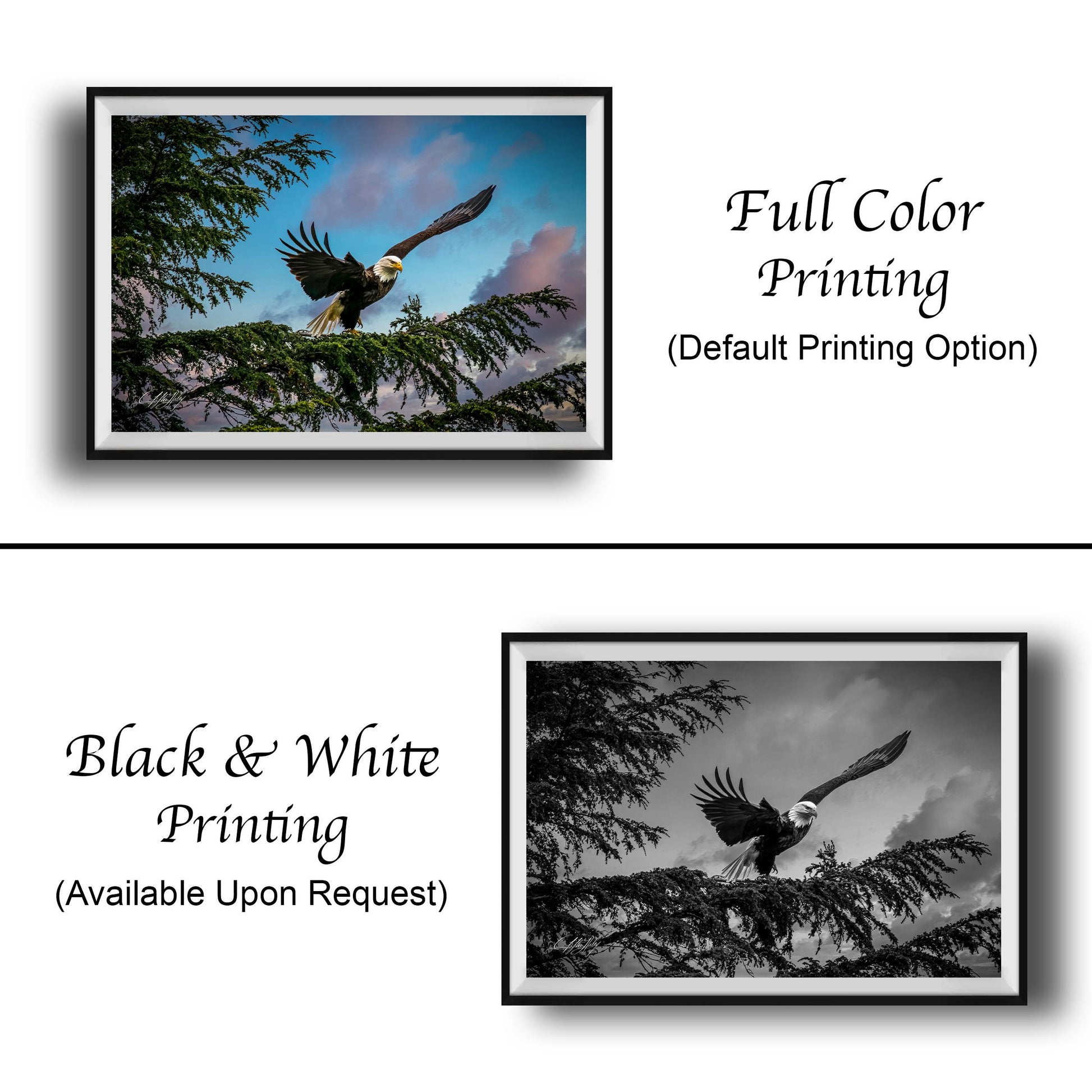 The image is a collage of two framed pictures. The top picture shows a bald eagle in flight, while the bottom picture depicts the same eagle perched on a branch. The bottom picture is in black and white, while the top picture is in color. Both images are labeled as "Full Color Printing" and "Black & White Printing" respectively.