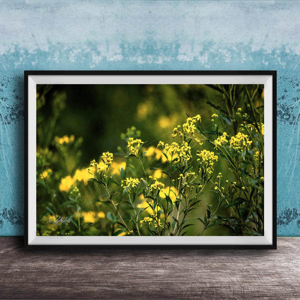 A framed photograph of a field of yellow flowers against a blue background.