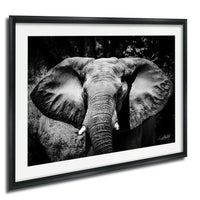 A black and white photograph of an elephant's face, with its large ears and trunk prominently featured.