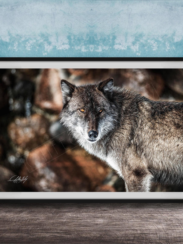A framed photograph of a wolf standing on a rock, with a blue and white background.