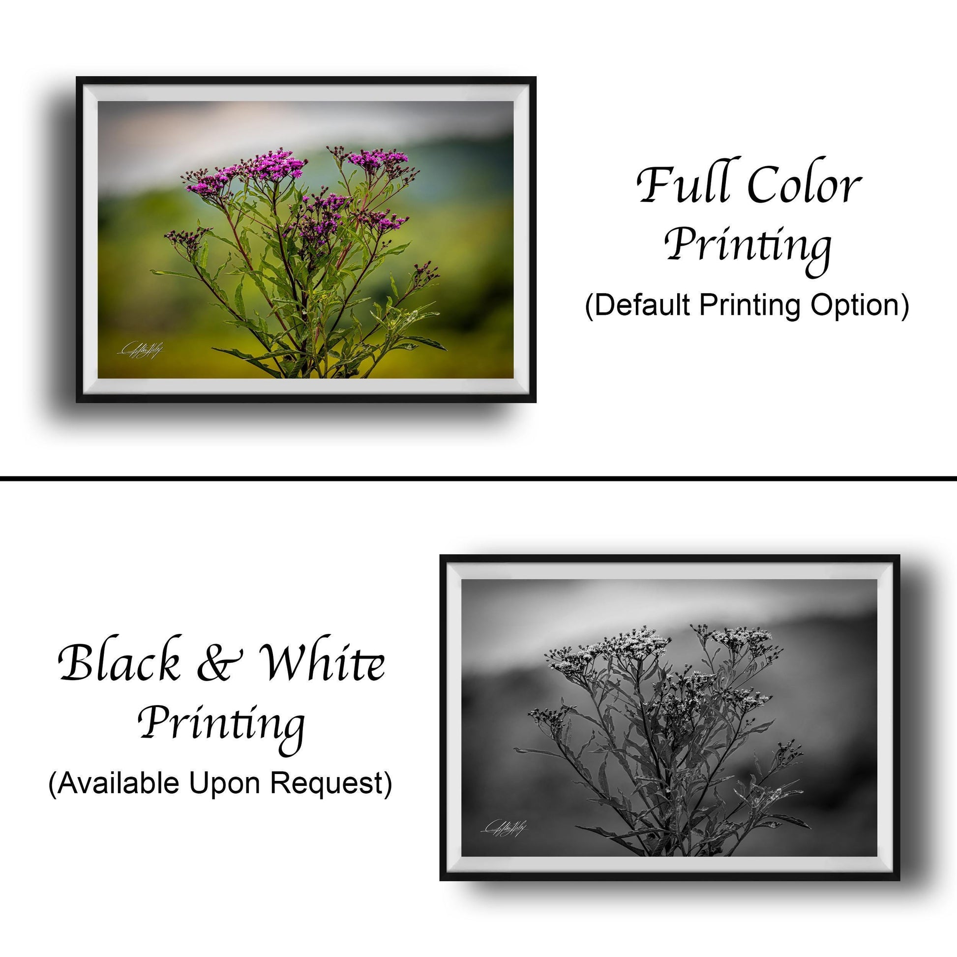The image is a collage of two framed photographs. The top photograph features a close-up of a purple flower, while the bottom photograph is a black and white image of a similar flower. The text below the images indicates that the full color printing is available upon request, and the black and white version is also available.
