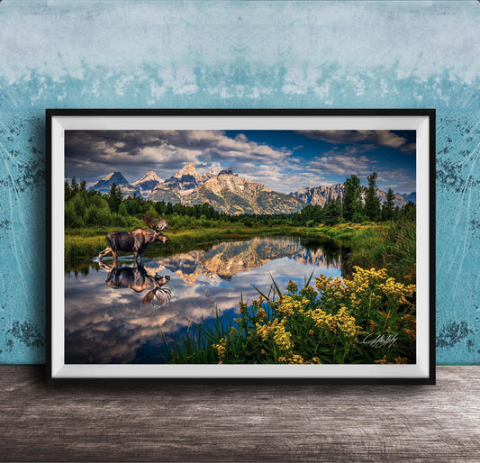 A framed photograph depicting a moose standing in a lake, with mountains and trees in the background.