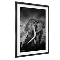 A majestic elephant stands in a grassy field, its large tusks and trunk prominently displayed against a dramatic cloudy sky.