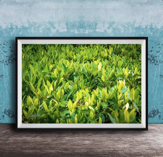 A framed photograph of a lush, green plant or shrubbery is displayed on a wooden surface against a blue wall.