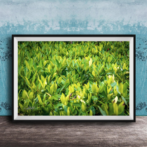 A framed photograph of a lush, green plant or shrubbery is displayed on a wooden surface against a blue wall.