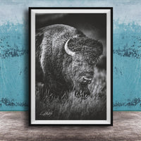 A black and white photograph of a bison standing in tall grass, with a blue textured background.