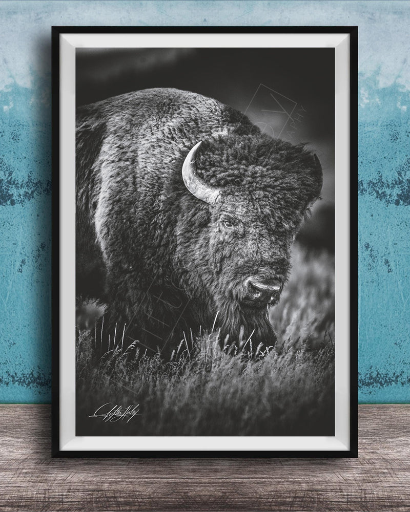 A black and white photograph of a bison standing in tall grass, with a blue textured background.