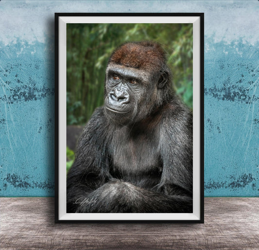 gorilla photography, silverback wall art, uganda jungle print, wildlife fine art, african nature decor, primate photo art, rainforest wall decor, safari home artwork, jungle wildlife print, gorilla portrait art, bwindi forest photo, african wilderness decor, nature lover gift, travel wall art, exotic wildlife image