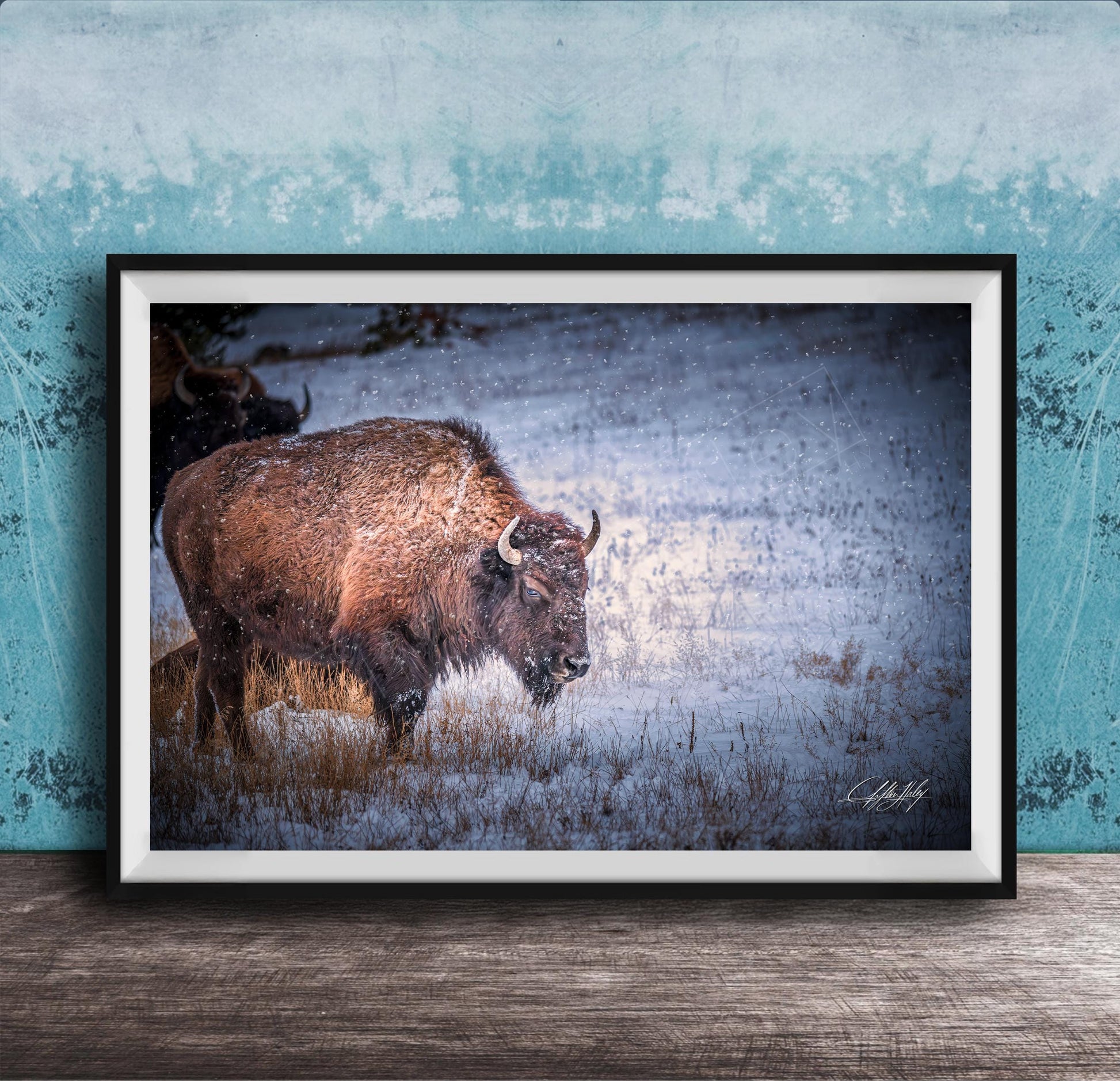 A large brown buffalo with horns is standing in a snowy field, facing away from the camera.