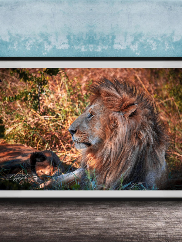 A framed photograph of a majestic lion resting in the grass, its golden mane and intense gaze capturing the viewer's attention.