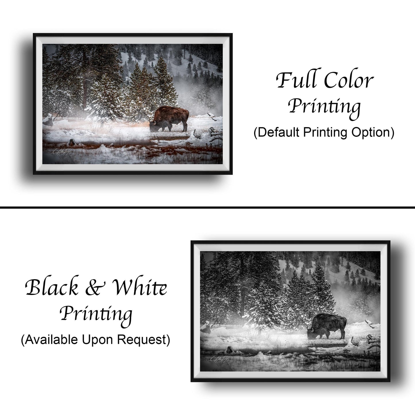 Bison Wall Art – Yellowstone Canvas Print | Authentic Wildlife Artwork