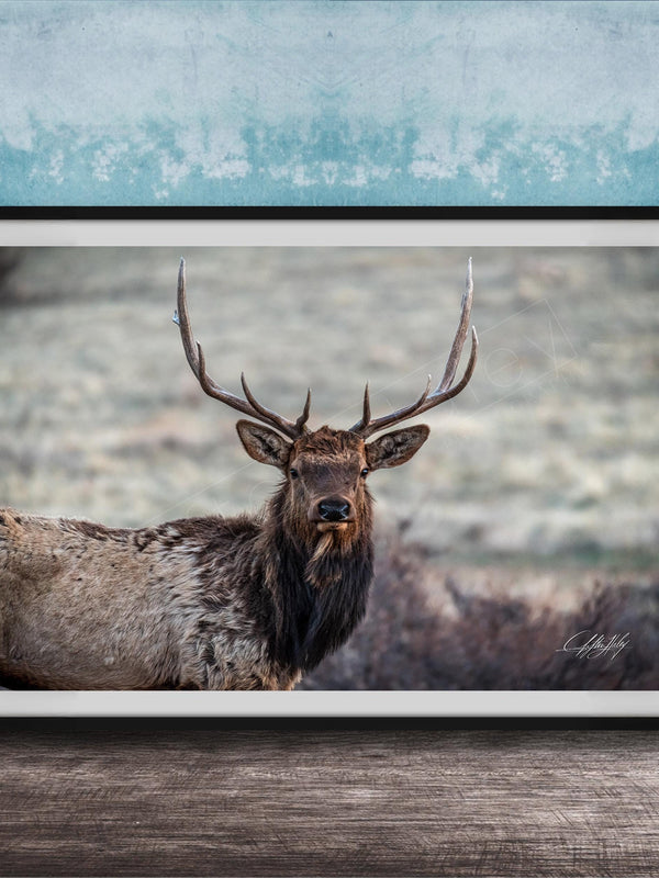A framed photograph of a majestic elk with large antlers standing in a natural setting.