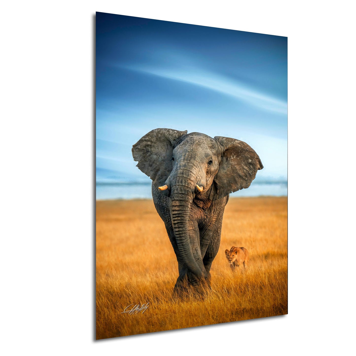 wildlife photography, Amboseli sunrise, elephant vs lions, Kenya safari, Maasai culture, African wildlife, big tusker, safari adventure