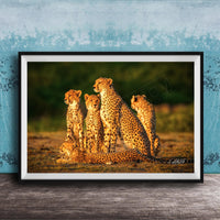 A group of five cheetahs resting together in a natural setting.