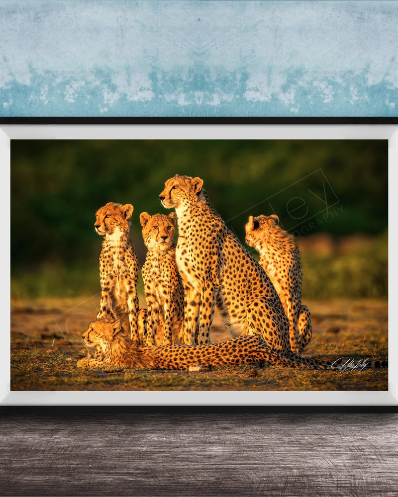 A group of five cheetahs resting together in a natural setting.
