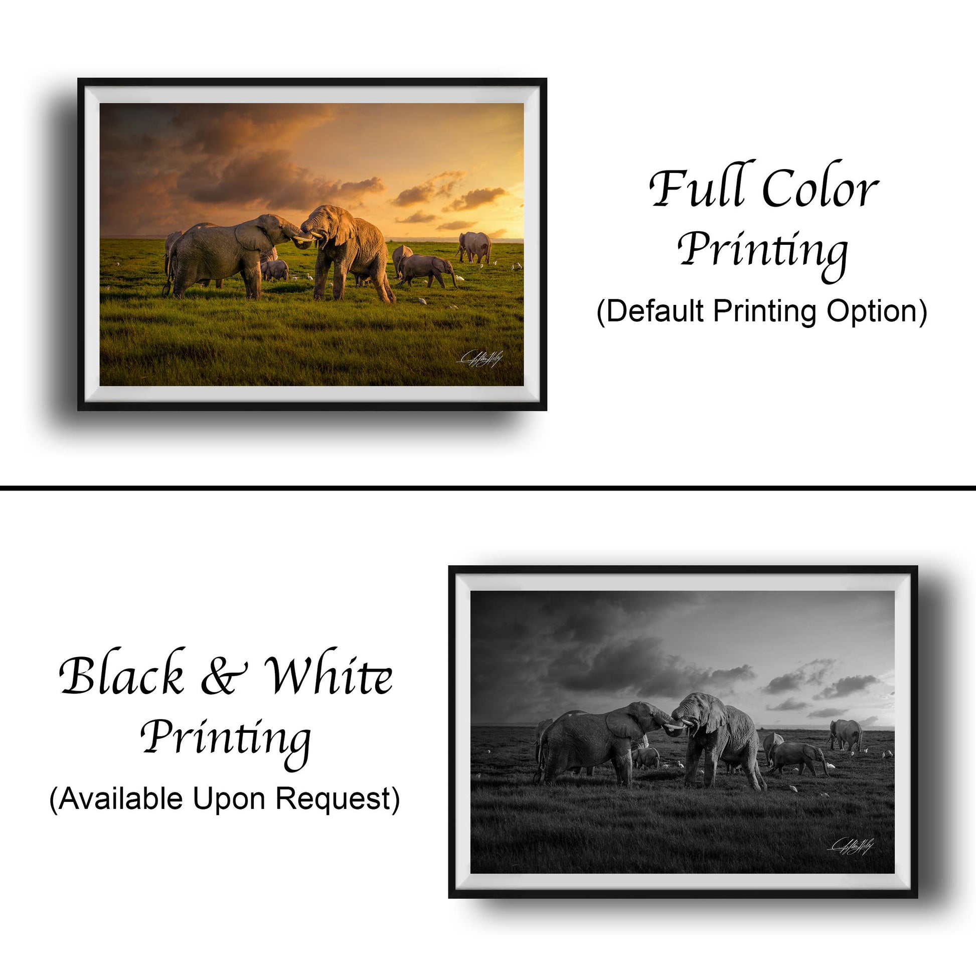 The image is a collage of two framed pictures. The top picture is a full color print of a group of elephants in a field, while the bottom picture is a black and white print of the same group of elephants. Both pictures are framed and displayed side by side.