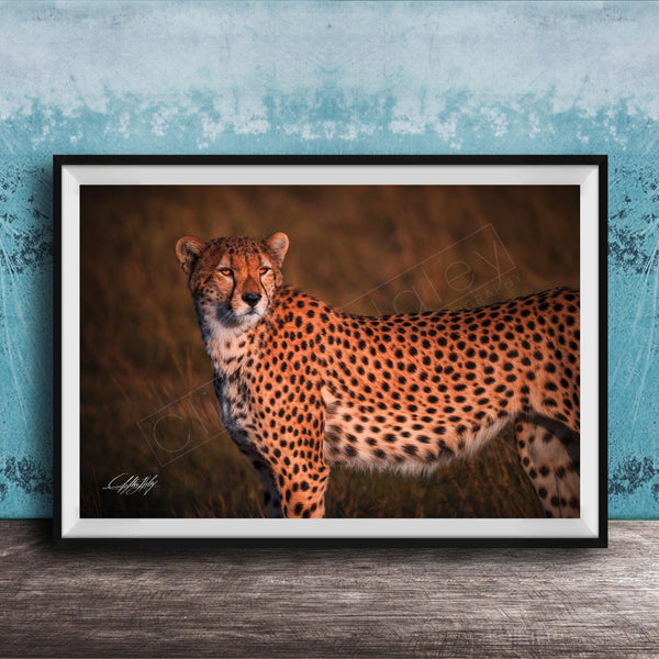 A cheetah standing in a grassy field, its distinctive spotted coat and alert posture captured in a framed photograph.
